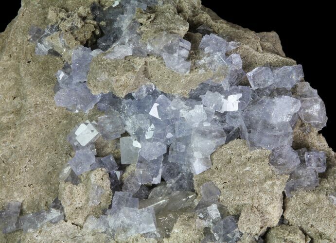 Purple/Gray Fluorite Cluster - Marblehead Quarry Ohio #81199